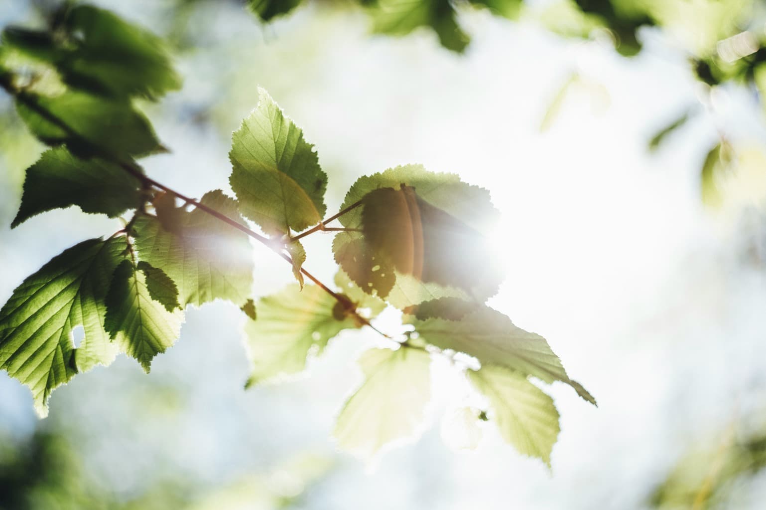 夏風和暖，夏花爛漫，　夏日陽光燦爛。祝您在炎炎夏日中如魚得水，暢快淋漓！
